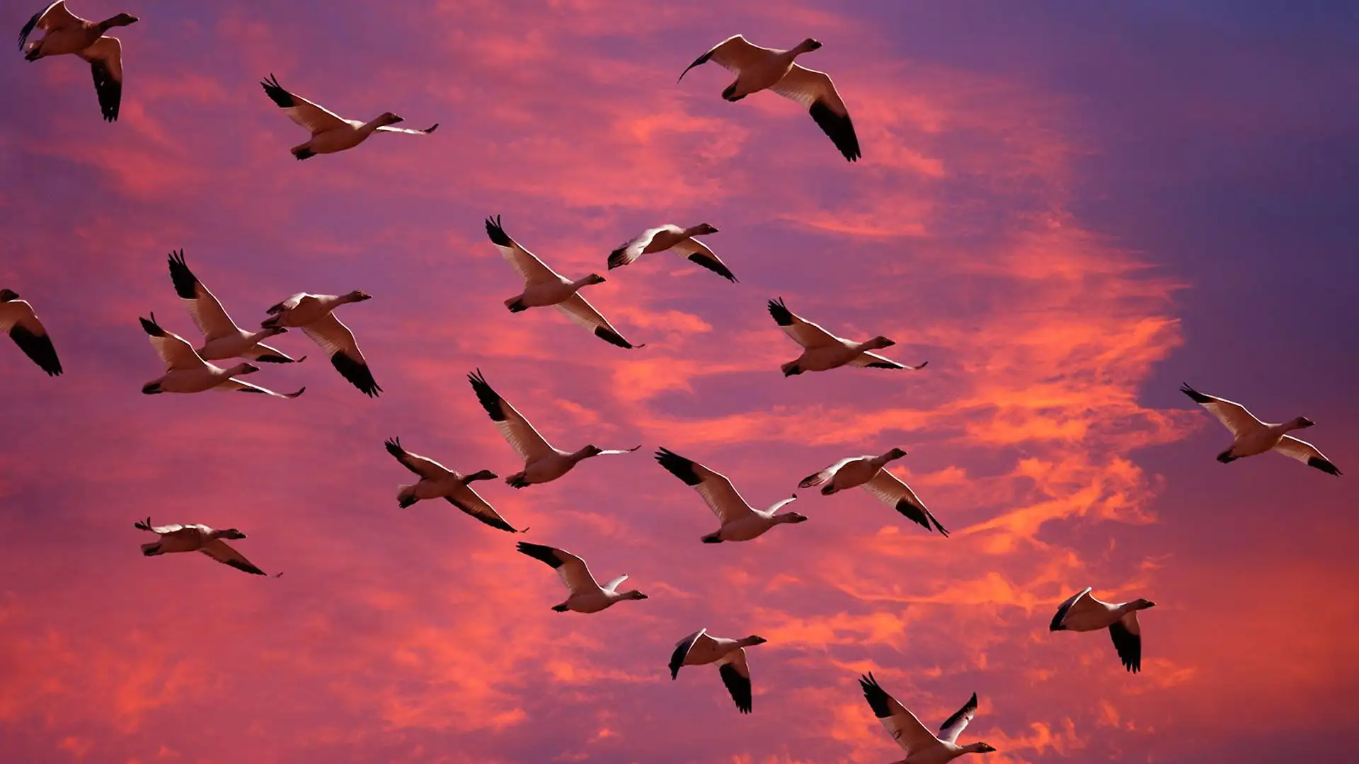 Magento to Shopify Migration Company - UK